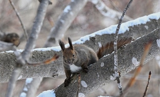 自然な生き方への回帰の必要性11b